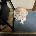 11月6日に保健所に連れて行かれます