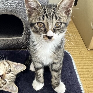 スっとした目元のまめちゃん