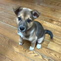 人なつこい甘えん坊のオス子犬