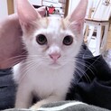 【里親様決まりました】白茶の男の子