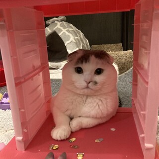 スコティッシュフォールド 白 仙台