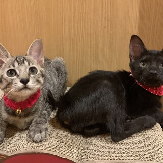 甘えん坊な可愛い女の子