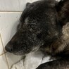 沢山子犬を育てました❗️これからは自分の幸せを サムネイル5