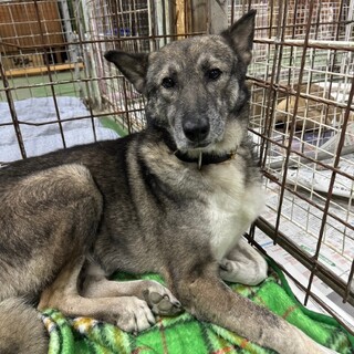 ウルフくん❗️穏やかに過ごせる家族募集中❗️