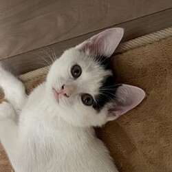 三重県桑名市11月10日(日)リトルパウエイド譲渡会 サムネイル2