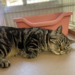 三重県桑名市11月10日(日)リトルパウエイド譲渡会 サムネイル3