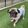 人大好き！小柄なキティちゃん