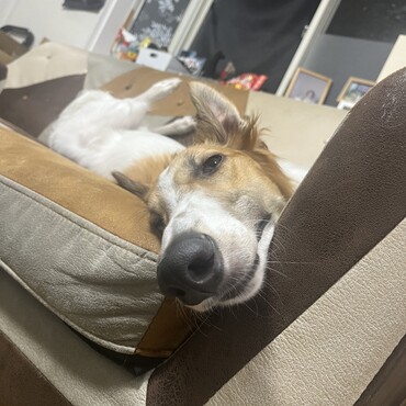 ソファーで寛ぐぽみ