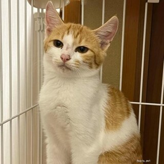 人も猫もだいすき　甘えん坊ハニーちゃん