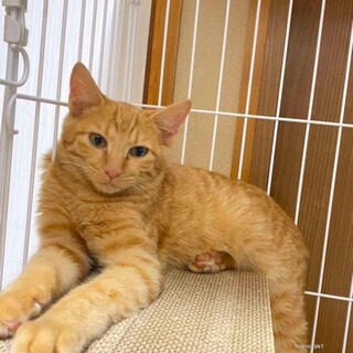 ツンデレ　メープルくん