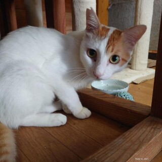 幸運の男の子　人なれ抜群ガジロー