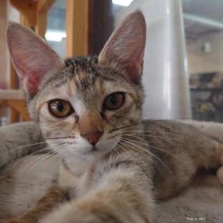 とっても甘えん坊　さちちゃん