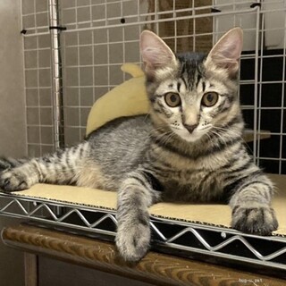 人馴れ抜群　しんちゃん