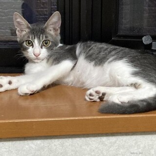 イケメン　れんくん