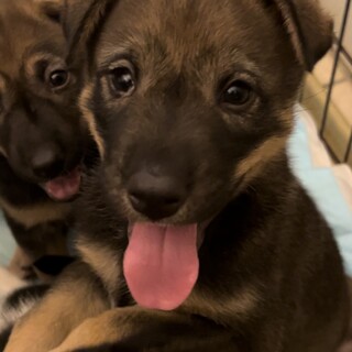 仔犬の大ちゃん　MIX茶　正式譲渡