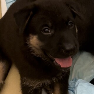 仔犬のショコラちゃん