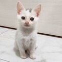 人の膝も大好きなやんちゃな子猫ふみちゃん