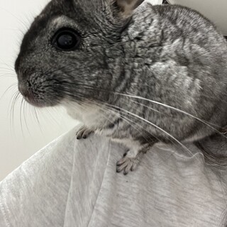 男前なチンチラ 1歳