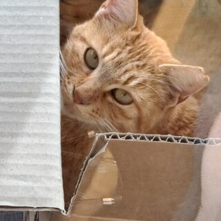 メス　茶トラ　１才くらい