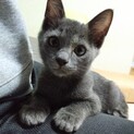 ブルーなシルバーグレーの仔猫アッシュくん