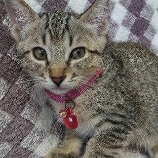 キジトラ3兄妹☆9月8日生まれ③