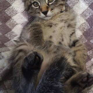 キジトラ3兄妹☆9月8日生まれ①