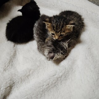 ４匹の里親見つかりました。有り難う御座いました。