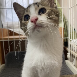 キジ白くん　里親様決定致しました☺️　