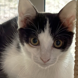 遊ぶの大好き♡しちさんくん♂約4か月