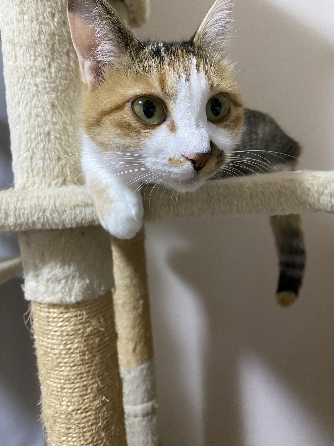 Alps Cru – ※三毛猫様、専用です。 おてんば三毛猫、美猫ちゃ」埼玉県 - 猫の里親募集(504789