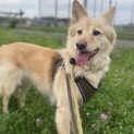 大きめの中型犬