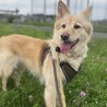大きめの中型犬