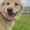 大きめの中型犬