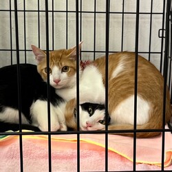 保護猫のお見合い会 サムネイル2