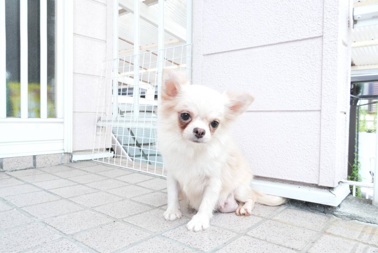 チワワ1歳女の子訳ありです」愛知県 - 犬の里親募集(504310