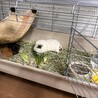 やくそう