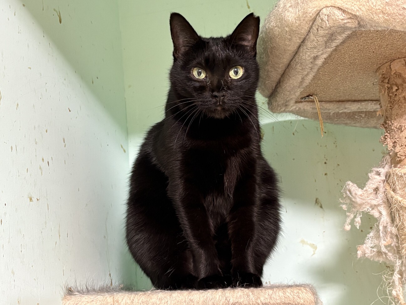額 女豹に黒猫 猫の里親募集】千葉県・雑種・優しい黒猫、ミカちゃん♪（ID