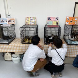 保護猫のお見合い会 サムネイル2