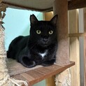 黒猫オス