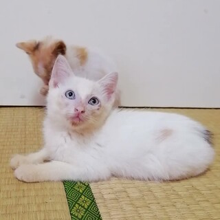 【急募★仔猫】超美人な白猫の女の子★生後約２か月