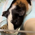 モルモット里親募集