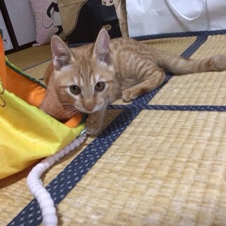 親子で保護！茶トラ男子（仮名　マロ）