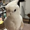 ギンちゃん