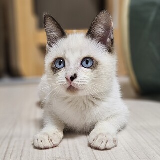 子猫 タレ目模様のシャムミックス 『ちくわ』くん❤