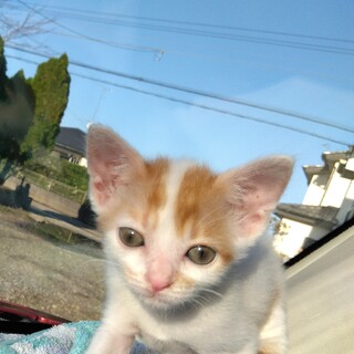 茶白の穏やかな仔猫