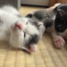 かわいいハチワレ子猫さん サムネイル3