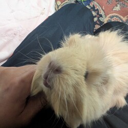 「とろろさん近況(11月)」サムネイル2