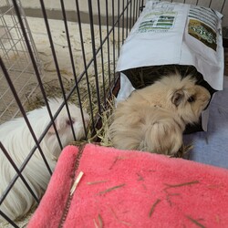 「とろろさん近況(11月)」サムネイル3