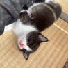 かわいいハチワレ黒多子猫さん サムネイル3
