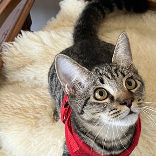 甘えん坊のChoco 君 ハーネスもOK